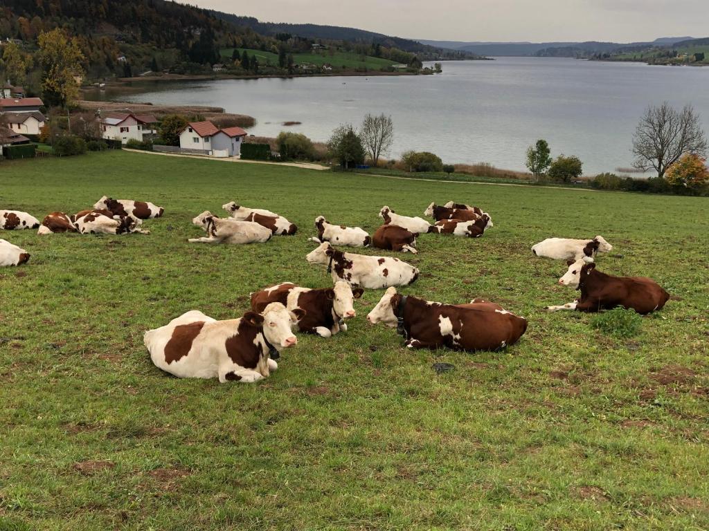 a herd of cows laying in a field at Fleur d'eau in Montperreux