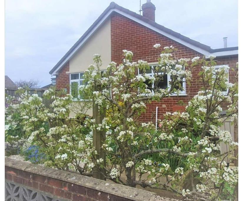 a bush with white flowers in front of a brick house at Detached Country Bungalow in Wroughton