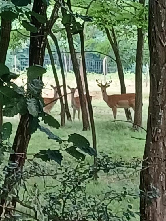 TărcaiaにあるPlaiul Cuculuiの森の鹿二頭絵