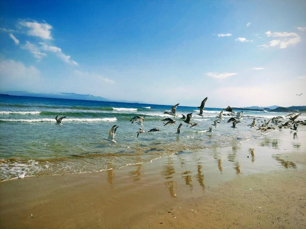 eine Herde Vögel, die über den Strand fliegen in der Unterkunft Ghougine Serenity Residence in Tangier