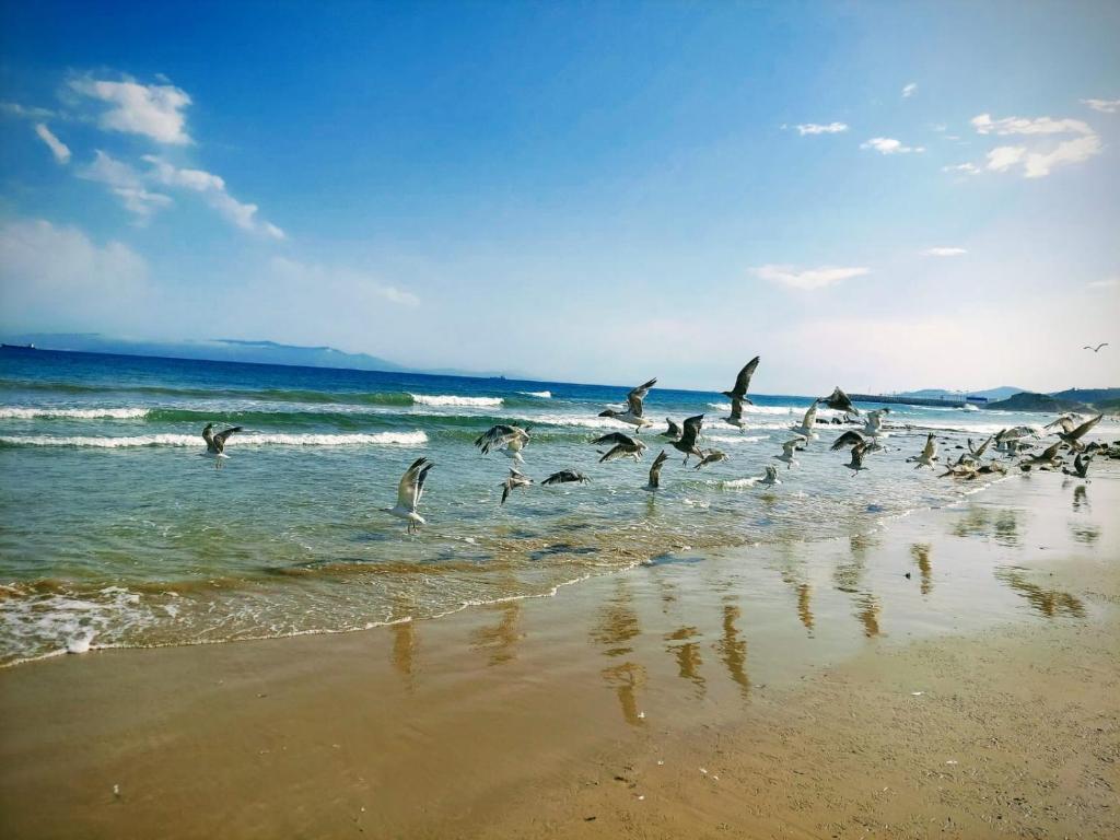 a flock of birds flying over the beach at Blue Horizon-Ghougine in Tangier