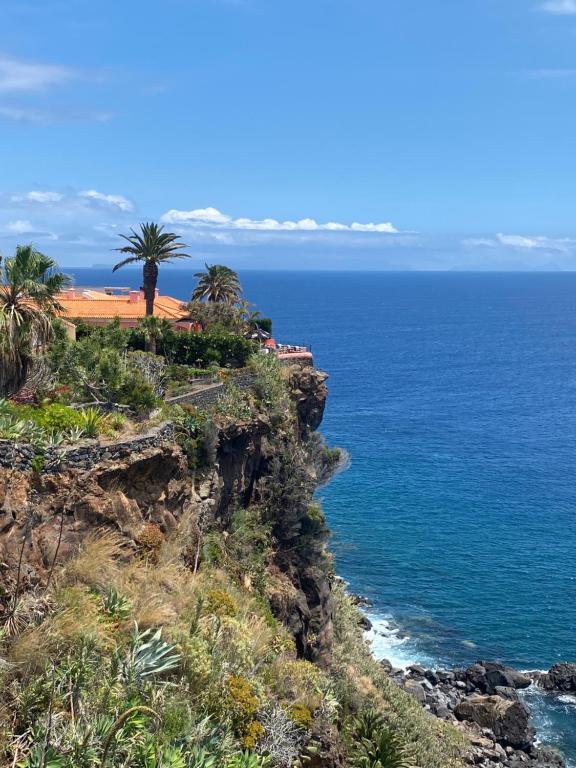 een palmboom op een klif naast de oceaan bij Inn & Art Madeira in Caniço
