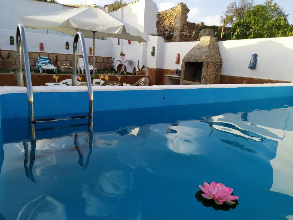 a pink flower in the water of a pool at Carmen House 