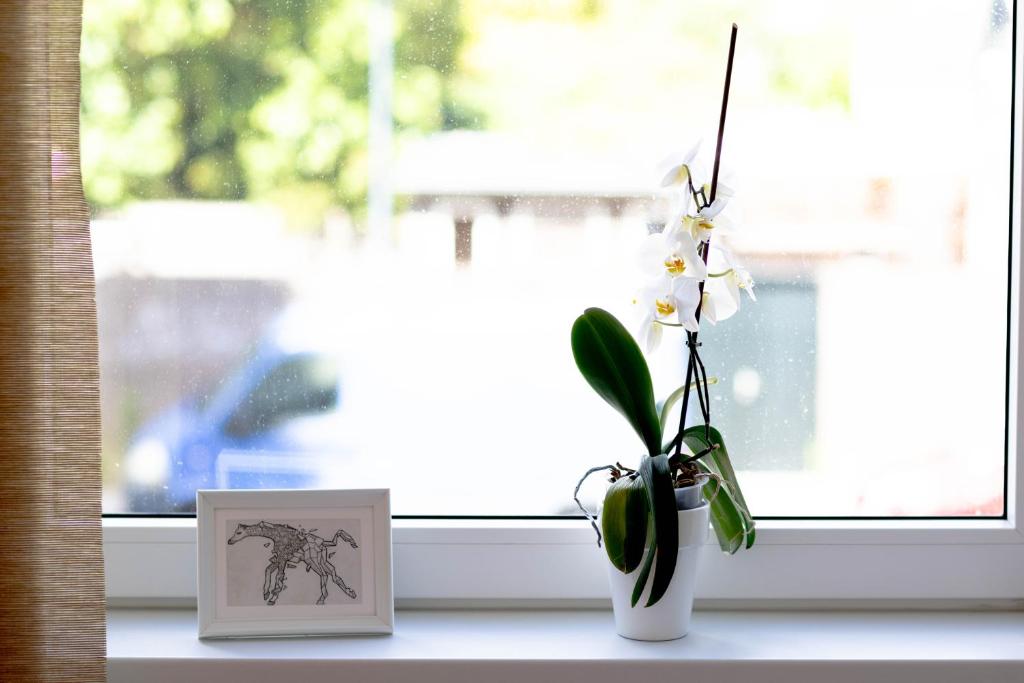 a window sill with a vase with a horse picture and a plant at B&B Brouwersvaart in Haarlem