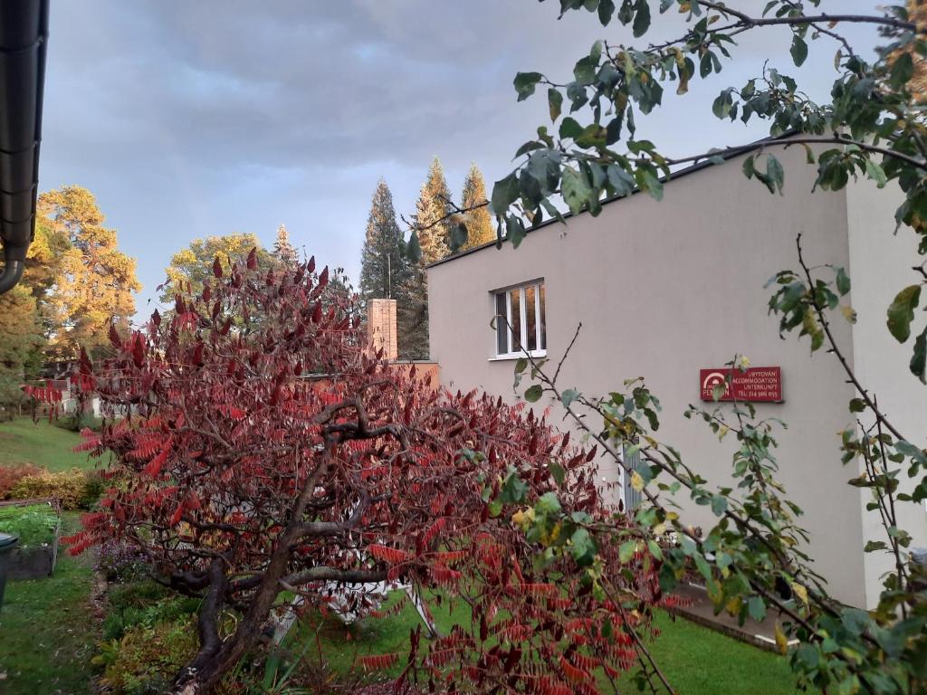a red tree in front of a white building at DIVADELNÍ PENZION 