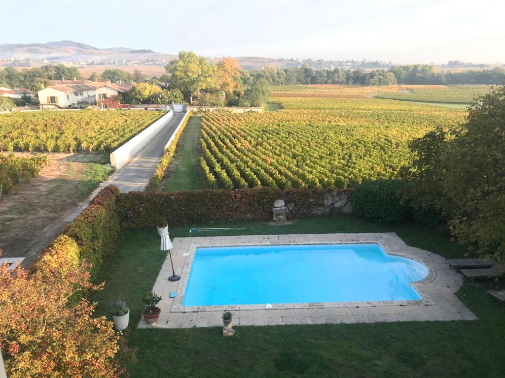 une piscine au milieu d'un champ de vignes dans l'établissement Domaine de la Serve, à Lancié