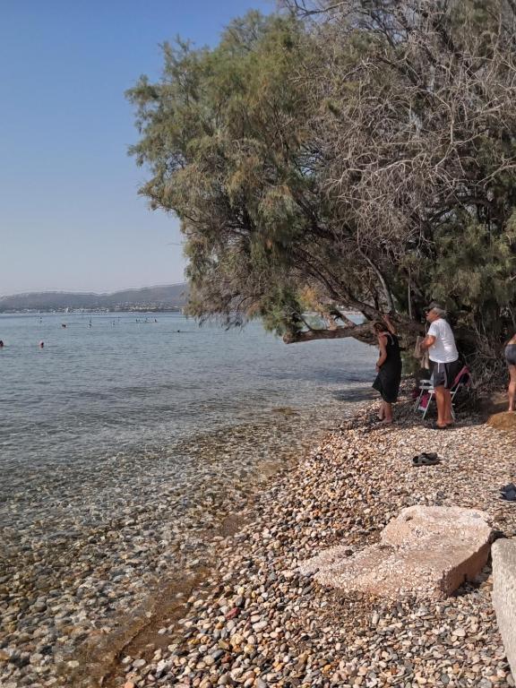 eine Gruppe von Menschen, die an einem felsigen Strand stehen in der Unterkunft Marathon agios panteleimon attiki Greece in Panayía Mesosporítissa