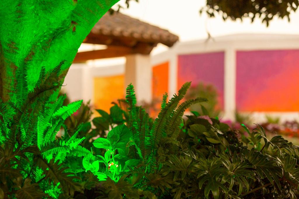 Zahrada ubytování Dunas Luxury Beach Resort Tarifa