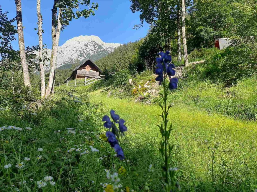 Příroda nedaleko luxury tent