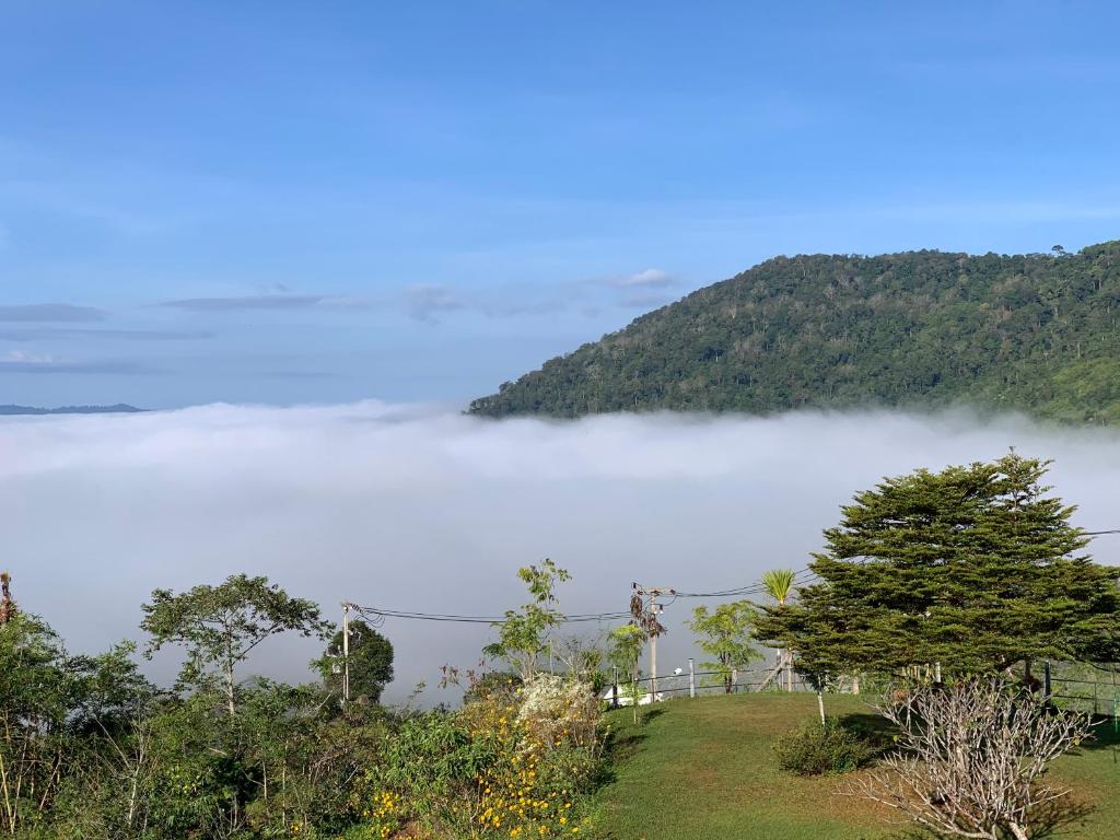 Feel The Fog