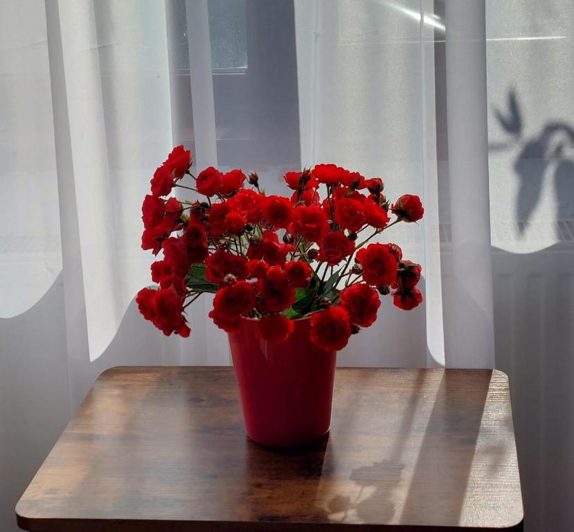 a red vase with red flowers sitting on a table at The Black Cat in Bran