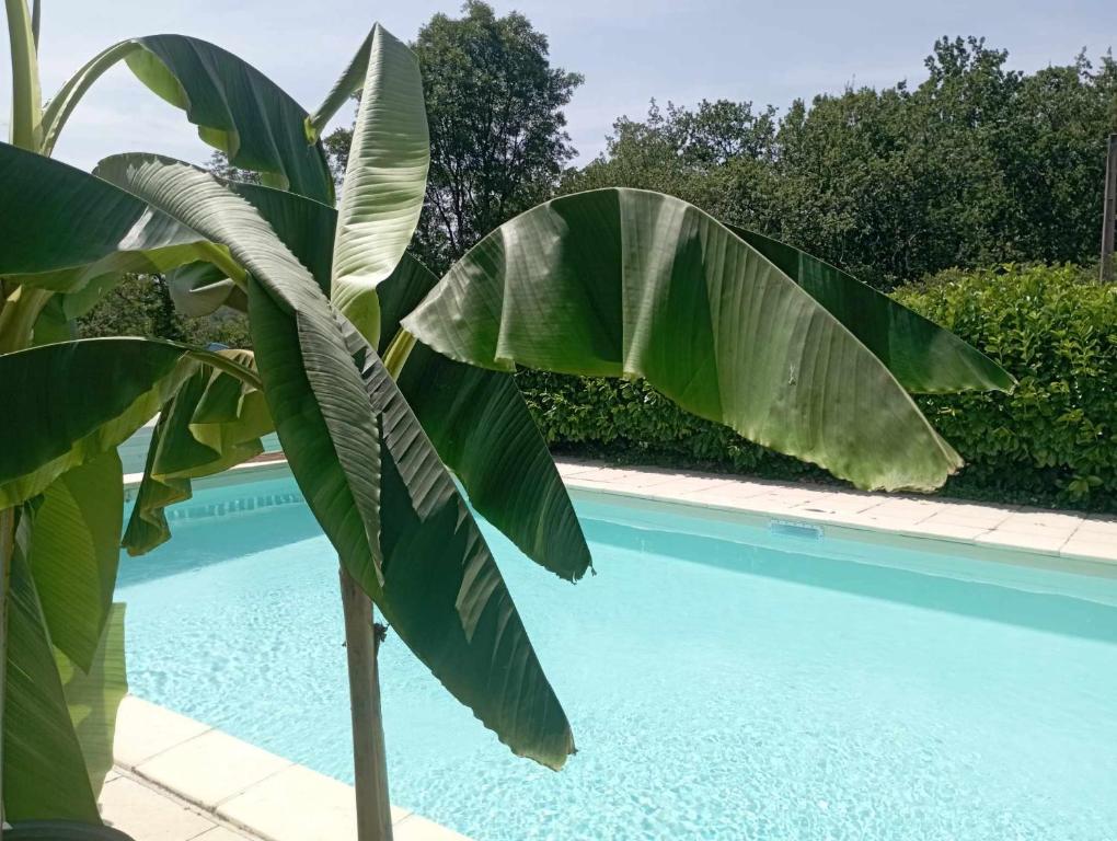 una gran planta verde junto a una piscina en Gîtes Périgord Rocamadour Sarlat Gourdon naturiste de juin à sept, en Salviac