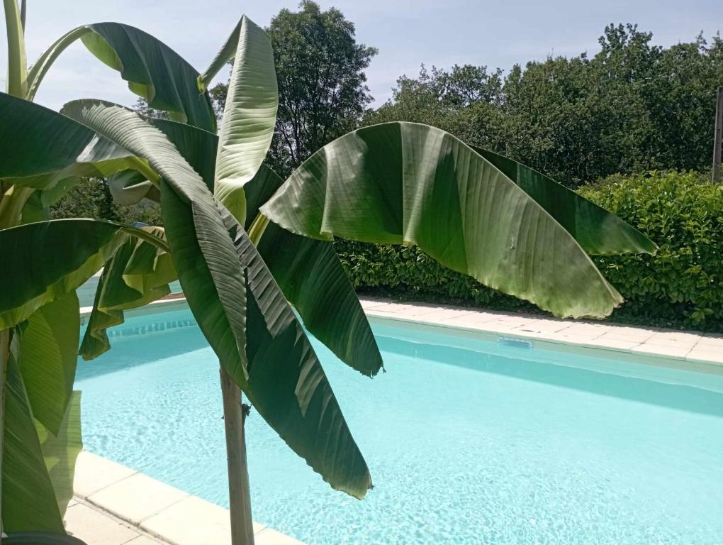 une grande plante verte à côté d'une piscine dans l'établissement Gîte Périgord Rocamadour Sarlat naturiste de mi mai à septembre, à Salviac