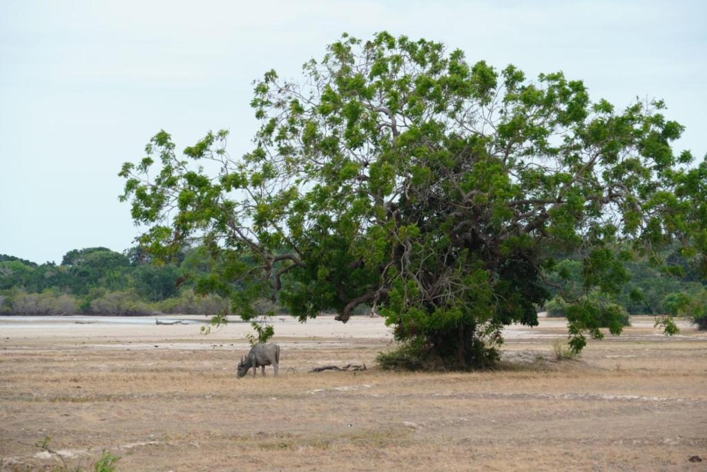 a rhino standing under a tree in a field at Surfers Park Arugambay in Arugam Bay