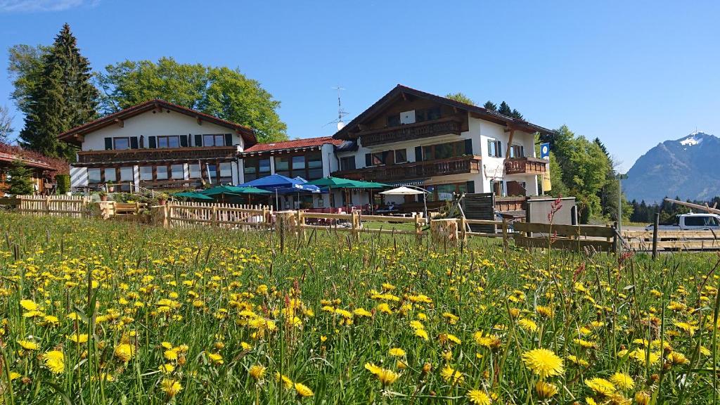 a field of yellow flowers in front of a house at Landhotel Alphorn in Ofterschwang