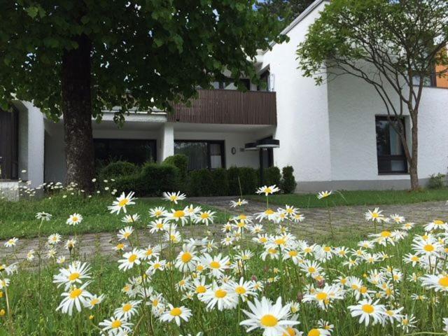 a field of daisies in front of a house at Schliersee-Lounge in Schliersee
