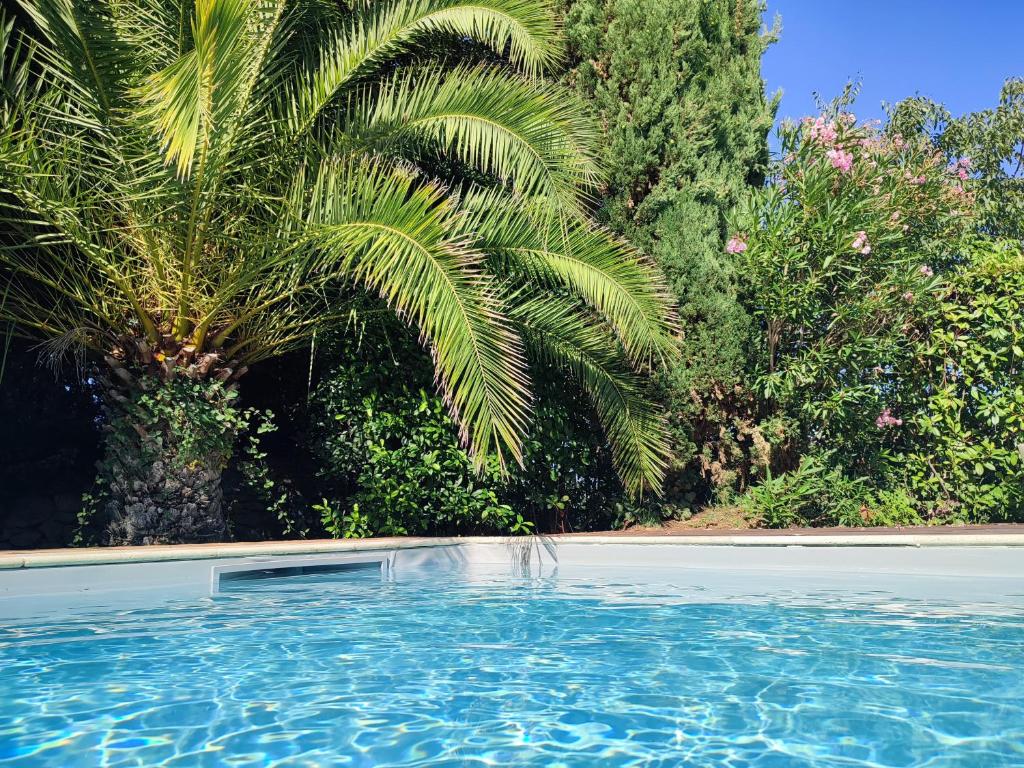 une piscine avec un palmier en arrière-plan dans l'établissement Bastide Castella, à Montpellier