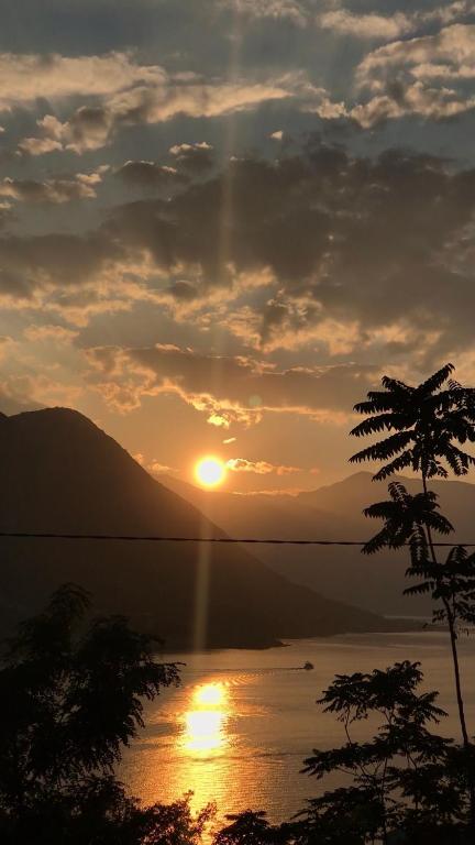 a sunset over a body of water with a tree at Blue Shell Apartments in Kotor