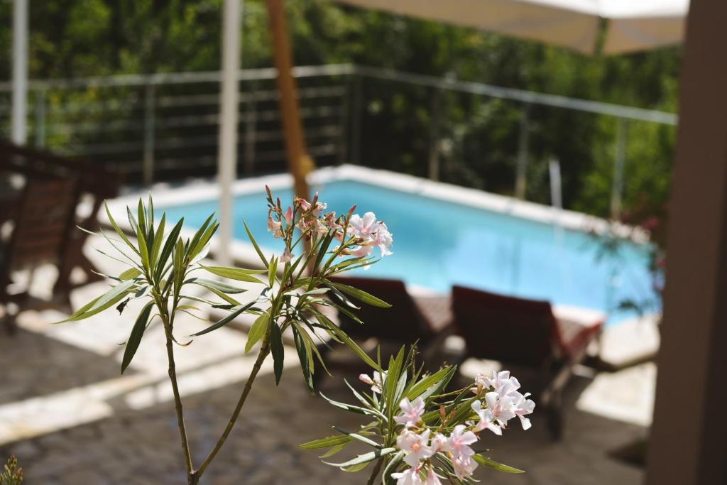 a plant with pink flowers in front of a swimming pool at Casa M Montenegro in Donji Morinj
