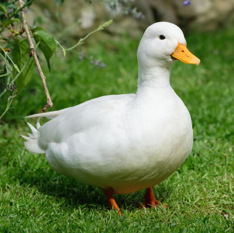 un pato blanco está de pie en la hierba en golfporto suite 2 bedrooms, 