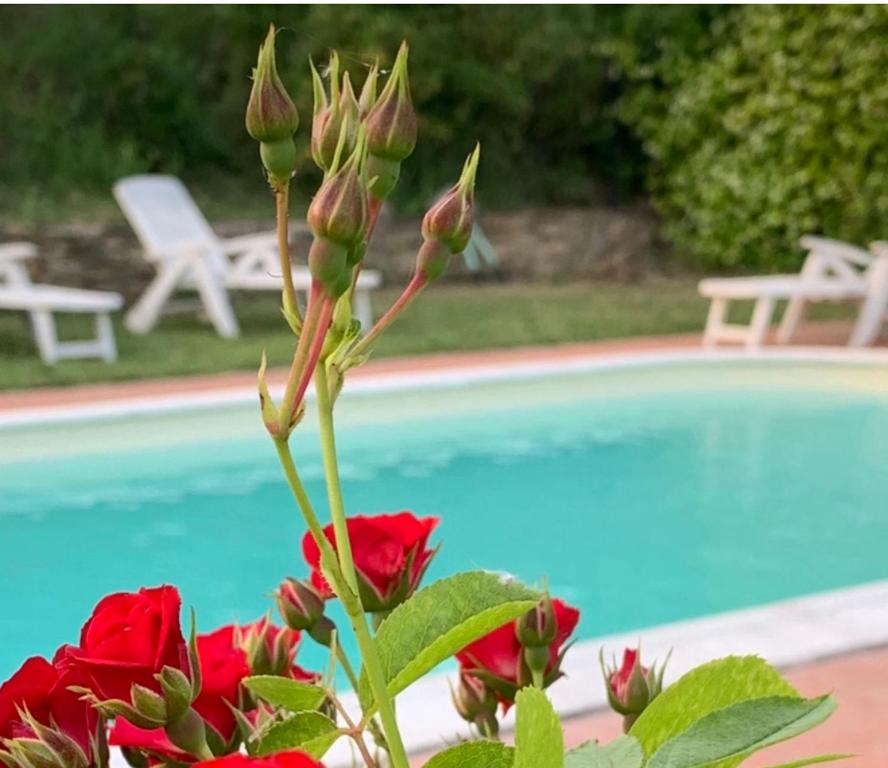 una planta con flores rojas junto a una piscina en B&B Il Casale Del Ginepro, en Migliano