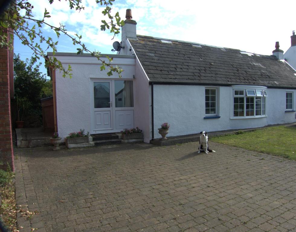 a dog walking in front of a white house at The Cwtch in Haverfordwest