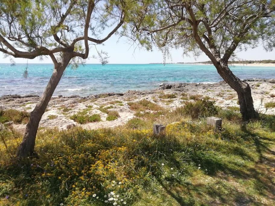 due alberi su una spiaggia vicino all'acqua di Punta Grossa - Porto Cesareo a Punta Prosciutto
