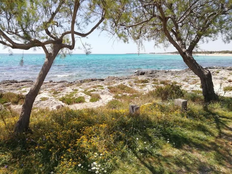 two trees on a beach near the water at Punta Grossa - Porto Cesareo in Punta Prosciutto