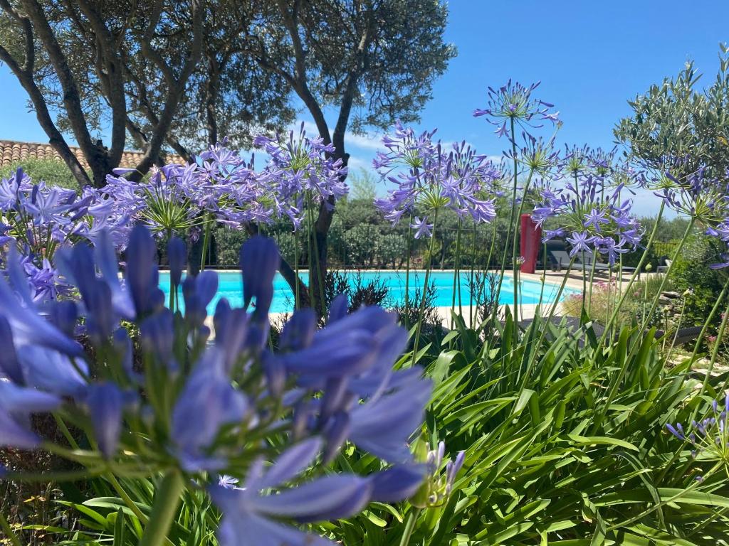 a garden with purple flowers in front of a swimming pool at Mas de la Beaume in Gordes