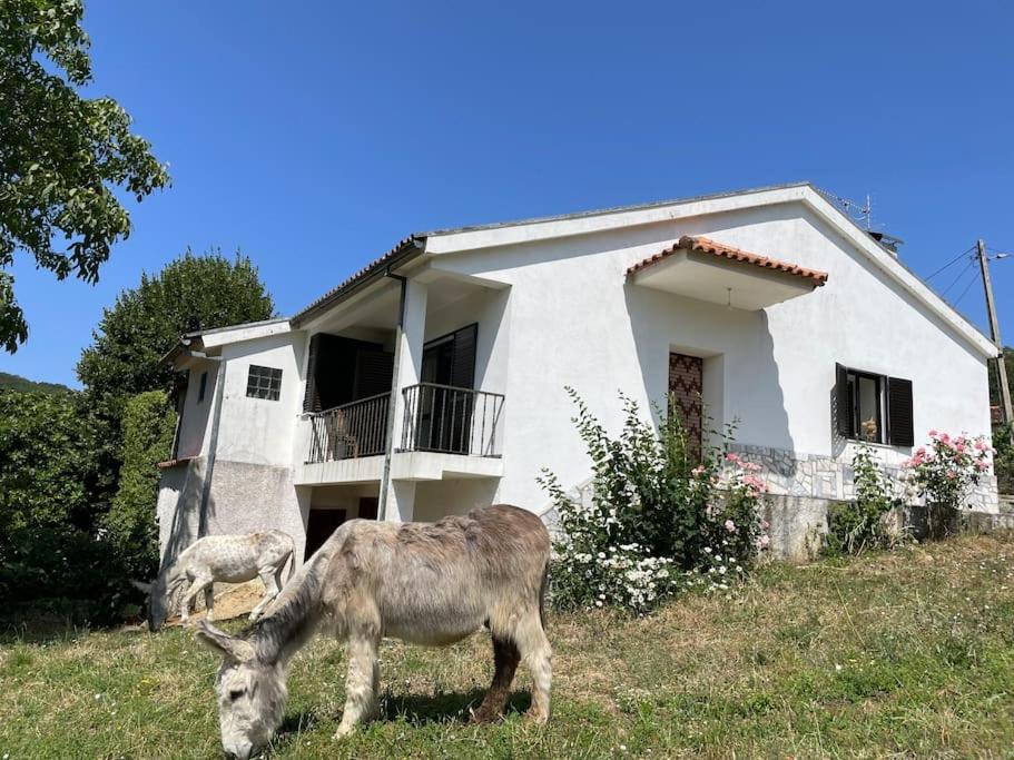 dos animales pastando frente a una casa en Casa Morais, en Vinhais
