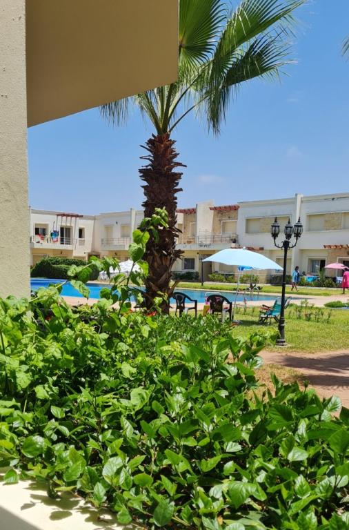 a palm tree and a building with a palm tree at Bel appartement Savannah Beach in Sidi Rahal