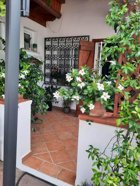 un cortile con piante in vaso in una casa di Dea Circe a San Felice Circeo