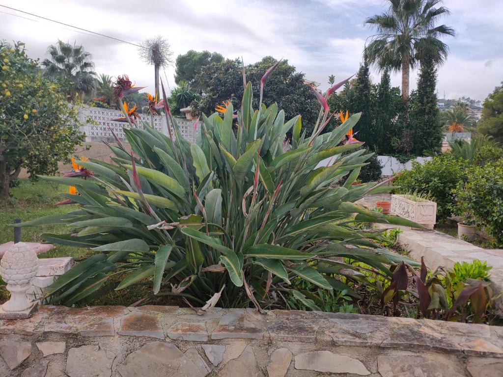 a plant in a garden next to a stone wall at Apartments in a "VILLA VISTA JAVEA" in Jávea