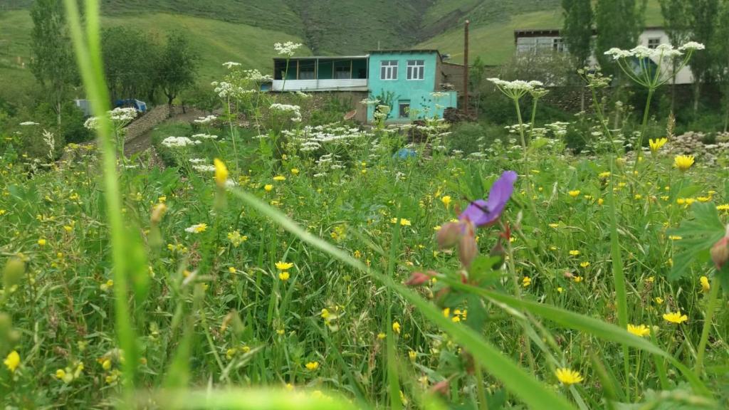 een bloemenveld met een blauw huis op de achtergrond bij Mountain house in Xınalıq