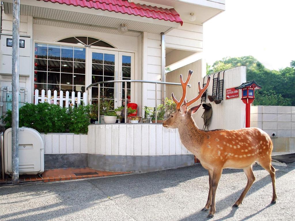 a deer standing in front of a house at Nara - Hotel / Vacation STAY 47950 in Nara