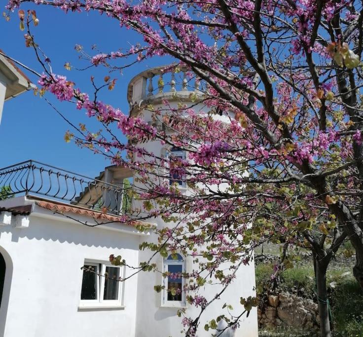 a tree with pink flowers in front of a white building at Villa Rapunzel in Brovinje