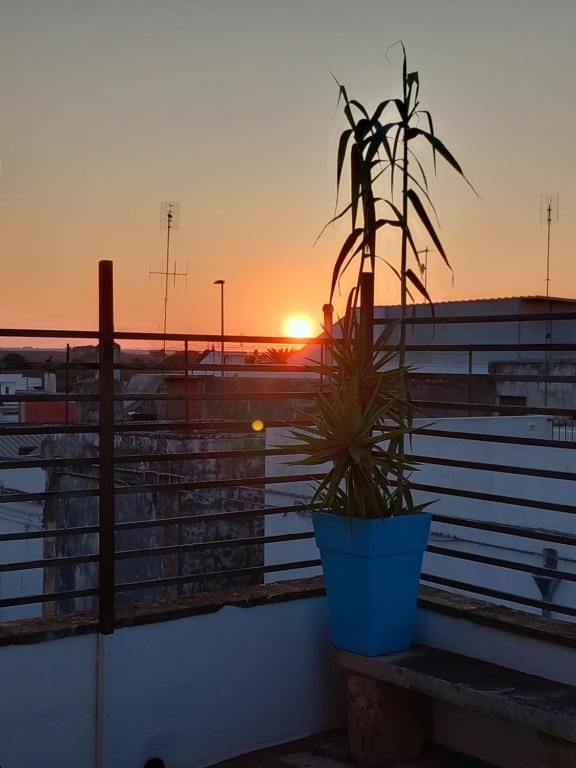 a plant in a blue pot on a balcony with the sunset at Terrazza su volta storica in Montesano Salentino