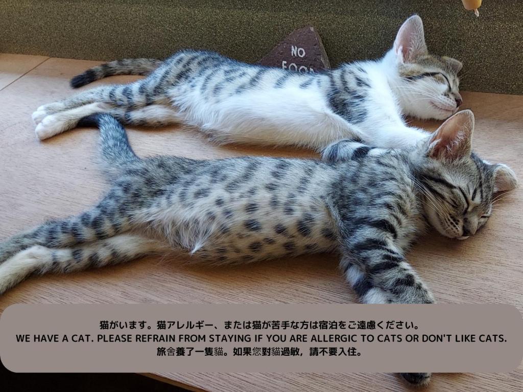Ospiti di Iruka Hostel con animali domestici