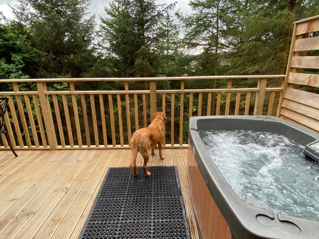 un chien debout sur un tapis à côté d'un bain à remous dans l'établissement Holly Berry Lodge with Hot Tub, à Cupar