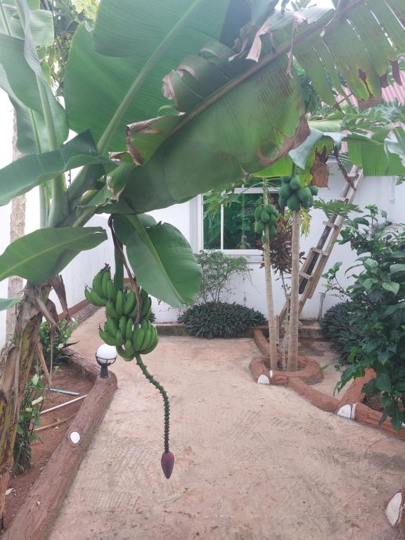 a bunch of bananas hanging from a banana tree at Nungwi appartement- house in Nungwi