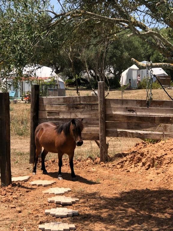 un cavallo marrone in piedi accanto a una recinzione di legno di Forest Domes a Setúbal