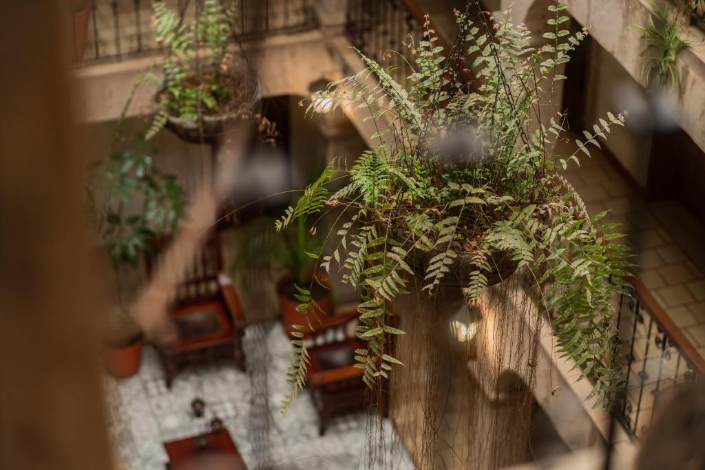 Fotografie z fotogalerie ubytování Hotel Don Quijote Plaza - Guadalajara Centro Historico v destinaci Guadalajara