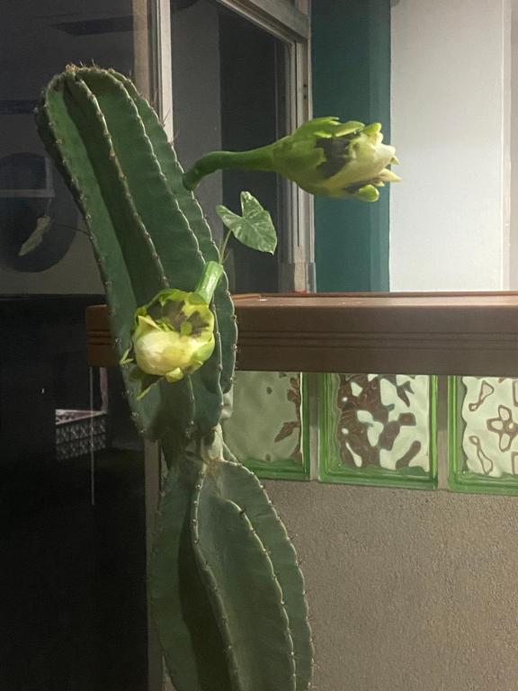 Fotografie z fotogalerie ubytování Hotel Casa Cactus HCC v destinaci Chachalacas