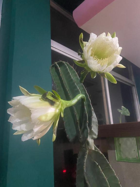 Fotografie z fotogalerie ubytování Hotel Casa Cactus HCC v destinaci Chachalacas