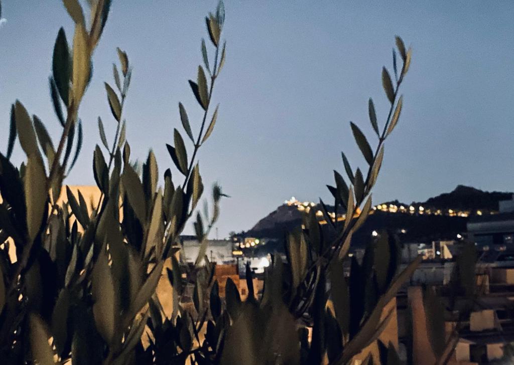 Cottage Boutique Apartments Athens - Resim 29