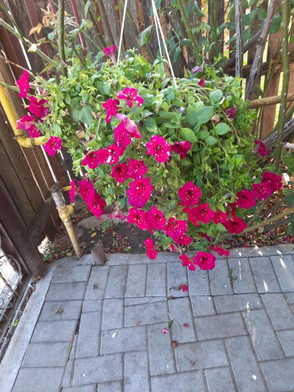 Billede fra billedgalleriet på Pensiunea Cristiana i Curtea de Argeş