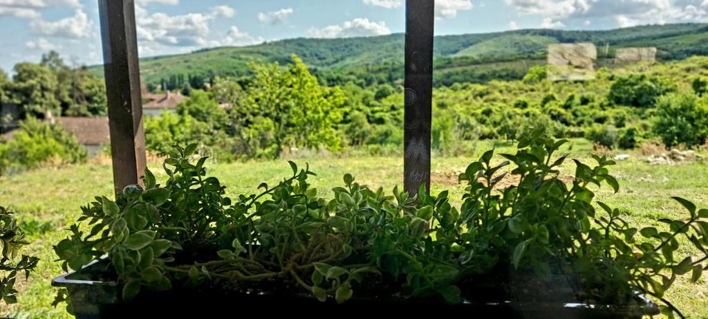 a plant in a window with a view of a field at Casuta de vacanta Miniş II in Miniş