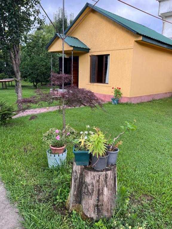 a house with potted plants sitting on top of a tree stump at Senima's paradise in Batumi