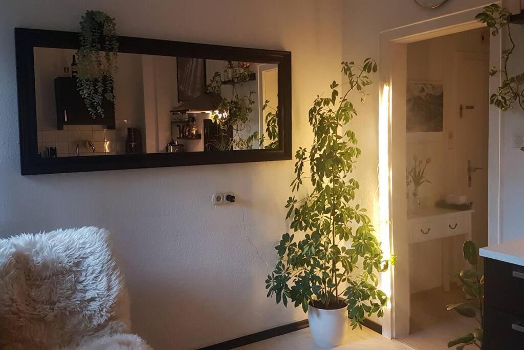 ein Zimmer mit einem Spiegel und einer Pflanze an der Wand in der Unterkunft Kleiner Urwald in Remscheid