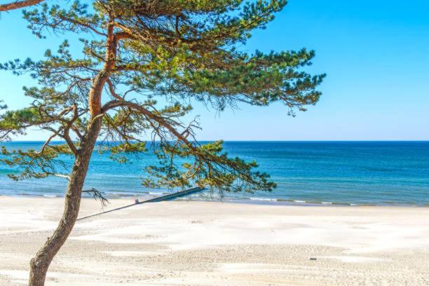 a pine tree on a sandy beach near the ocean at Three By The Sea apartments at Albatross Home in Ķesterciems